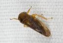 leafhopper_1179