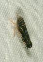 leafhopper_1801