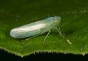 leafhopper_298