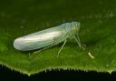 leafhopper_298