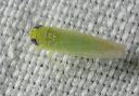 leafhopper_8713