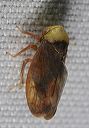 leafhopper_9488