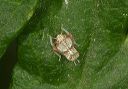 leafhopper_nymph_sp377