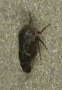 ophiderma_salamandra1157