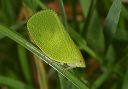 plant_hopper254