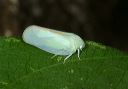 planthopper096