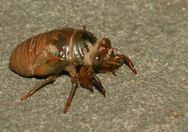 Cicada sp. Cicadidae