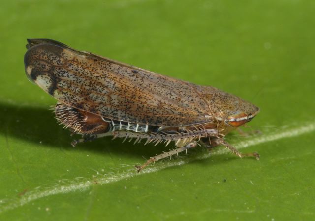 Fieberiella florii Cicadellidae