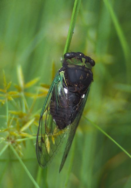 Cicada sp. Cicadidae