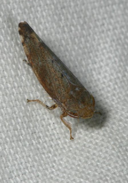 Fieberiella florii Cicadellidae