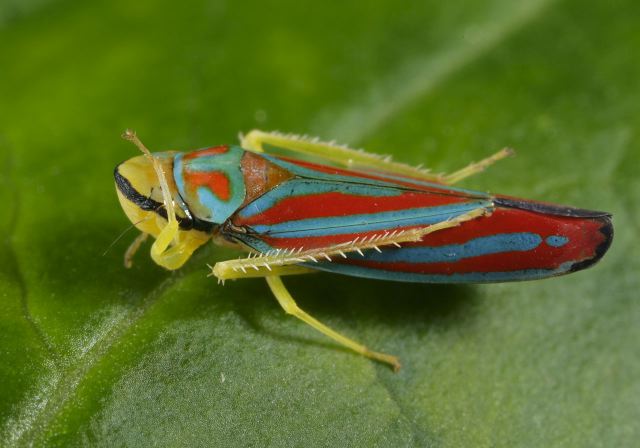 Graphocephala coccinea Cicadellidae