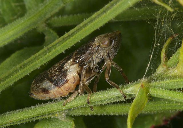 Philaenus spumarius Cercopidae