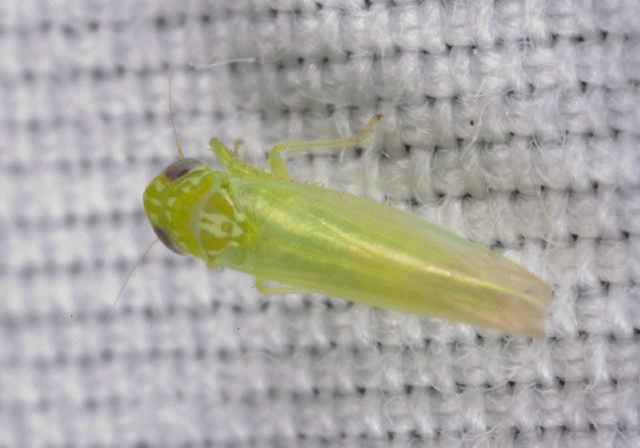 Empoasca fabae Cicadellidae