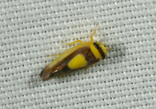 Colladonus clitellarius Cicadellidae