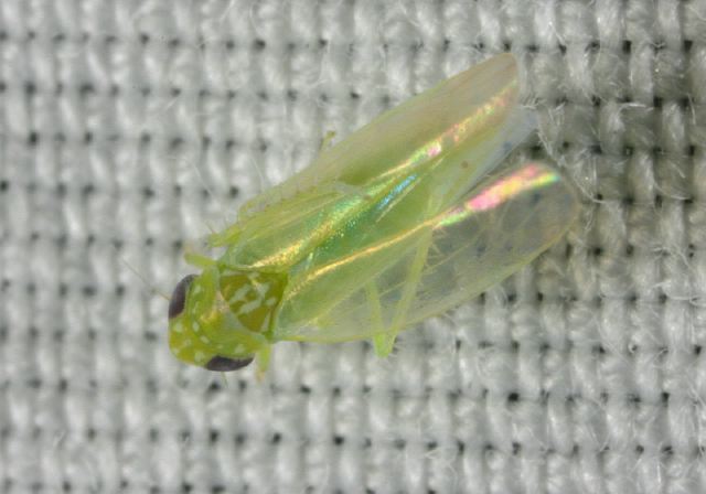 Empoasca fabae Cicadellidae