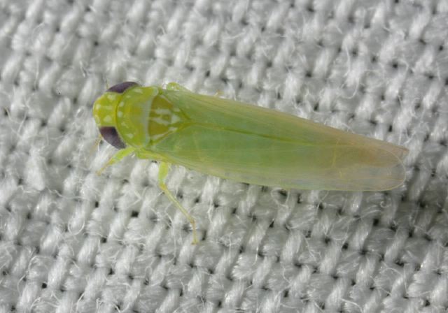 Empoasca fabae Cicadellidae