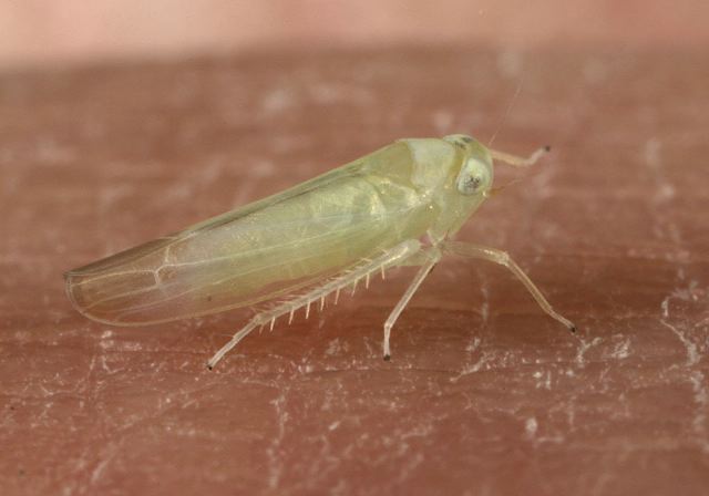 Empoasca sp. Cicadellidae