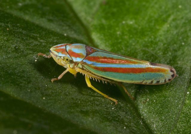 Graphocephala versuta Cicadellidae