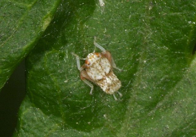 Coelidia  sp. Cicadellidae