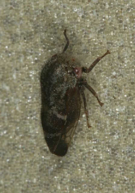 Ophiderma salamandra Membracidae