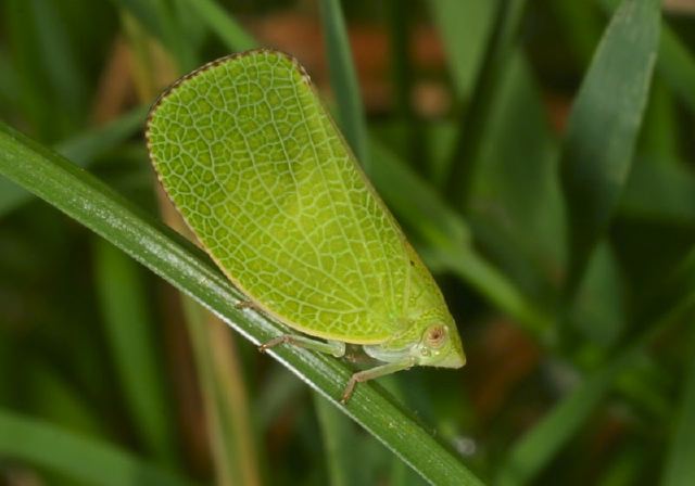 Acanalonia sp. Acanaloniidae