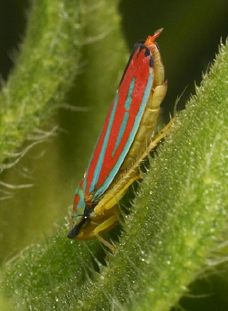 Graphocephala coccinea Cicadellidae