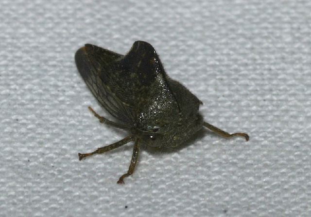 Telamona monticola Membracidae