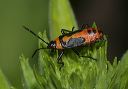 large_milkweed_bug4898