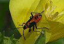 large_milkweed_bug4899
