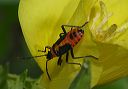 large_milkweed_bug4899