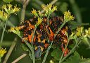 large_milkweed_bug4905