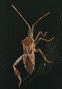 leptoglossus_occident_5d3a2