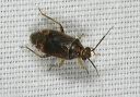 plant_bug8334