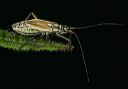 plant_bug_0128