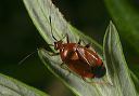 plant_bug_9387