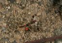 sinea_assassin_bug1860