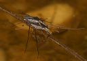 water_strider130