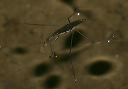 water_strider_1151