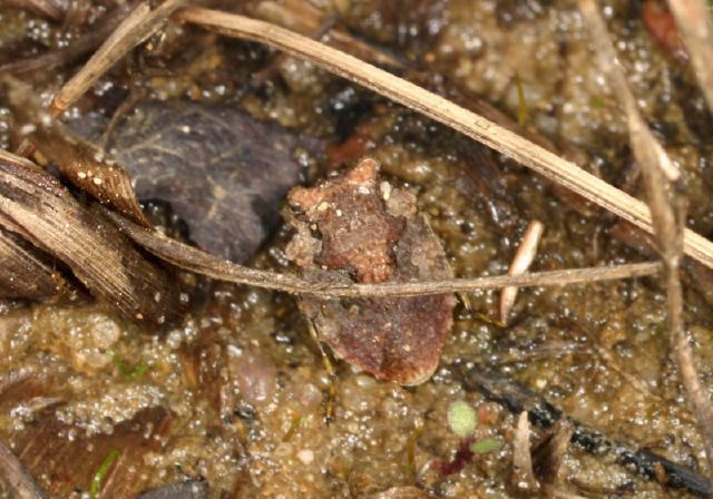 Gelastocoris oculatus Gelastocoridae