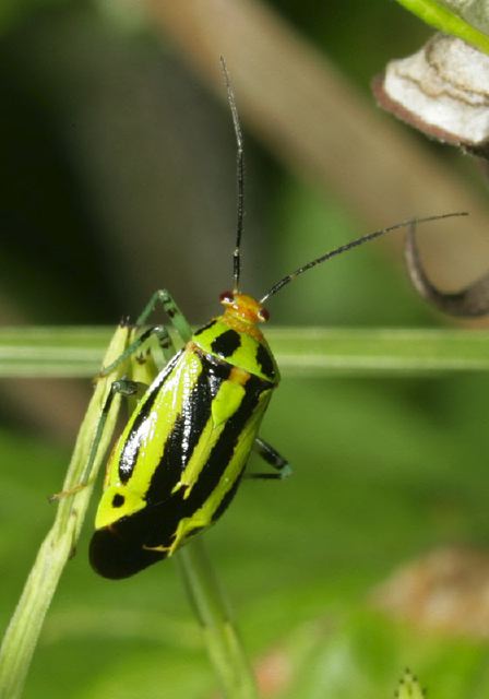 Poecilocapsus lineatus Miridae