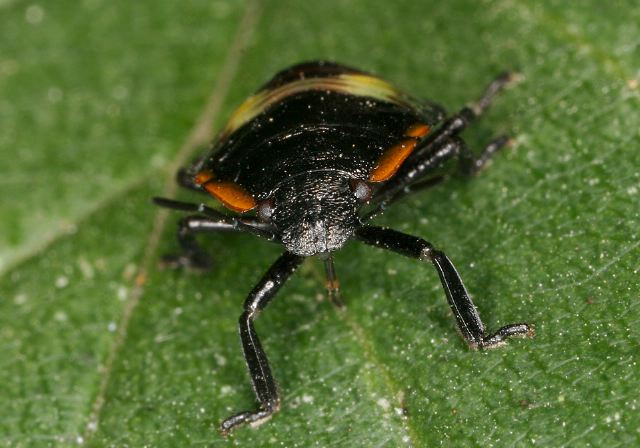 Chinavia hilare Pentatomidae