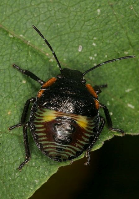 Chinavia hilare Pentatomidae