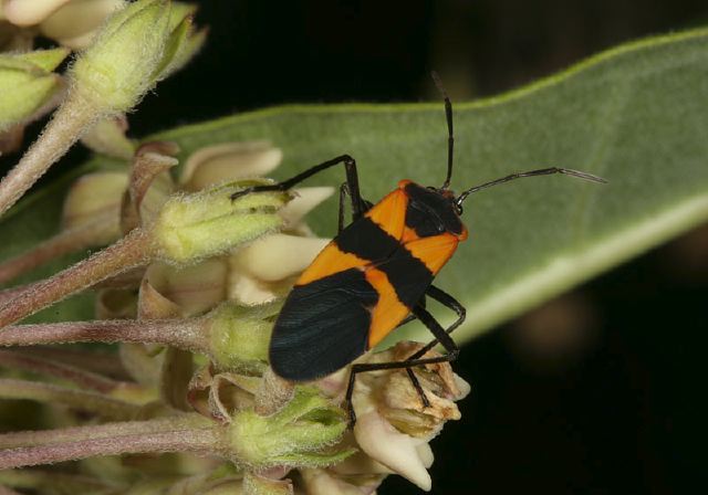 Oncopeltus fasciatus Lygaeidae