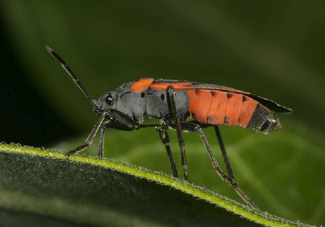 Oncopeltus fasciatus Lygaeidae