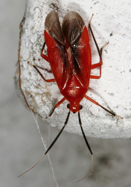 Lopidea sp. Miridae