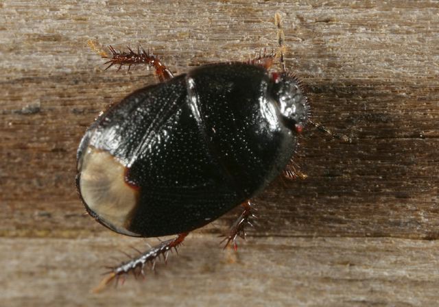 Microporus sp. Cydnidae