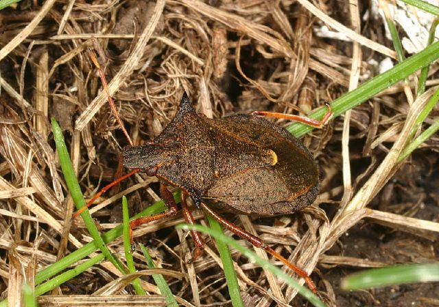 Picromerus bidens Pentatomidae