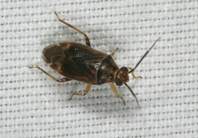   Miridae