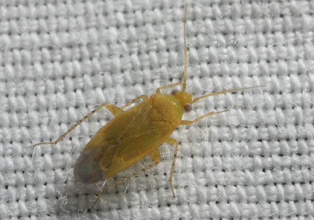   Miridae