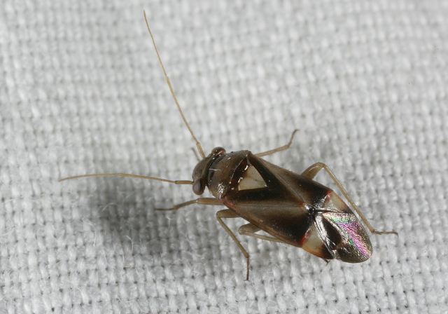   Miridae